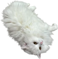 My cat