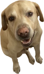 My dog